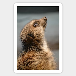 Meerkat Portrait Sticker